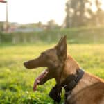 In a sunny, grassy field, a dog owner is giving commands to a German Shepherd illustrating the blog topic of Language Practice with Your Dog: Dog Commands in German