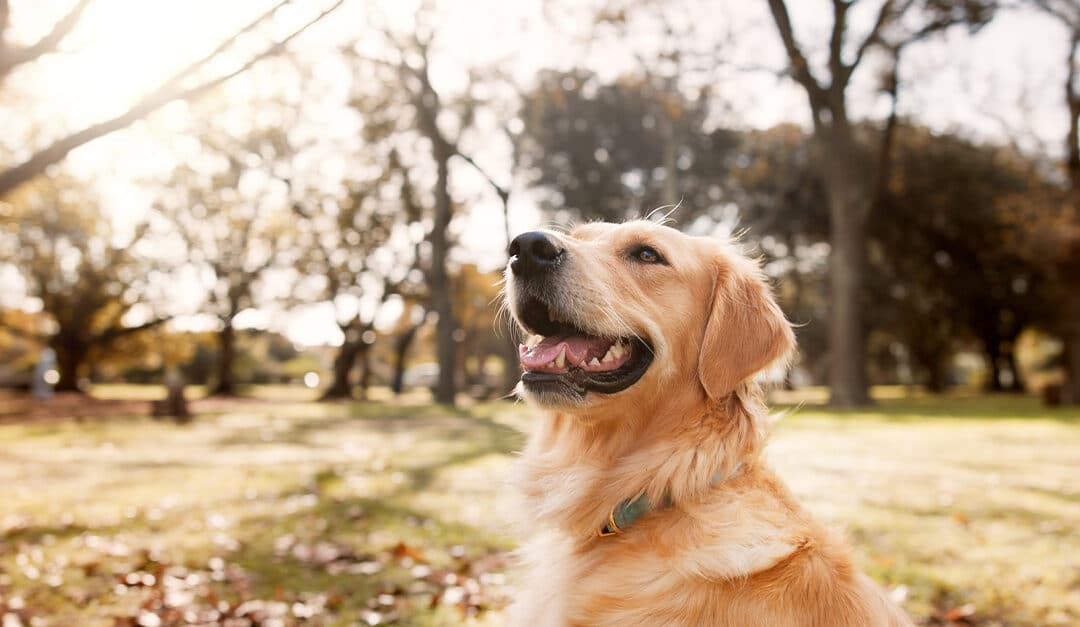 Language Practice with Your Dog: Dog Commands in Spanish