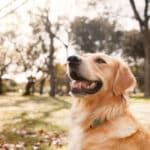 Outdoor shot at a dog park with a golden retriever sitting and waiting for a command, illustrating the blog topic of Language Practice with Your Dog: Dog Commands in Spanish
