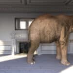 A large elephant inside a living room, illustrating the blog topic of Animal Idioms in 6 Different Languages